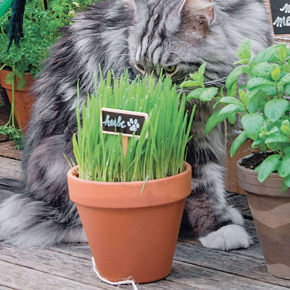 Kit de culture d'herbe à chat biologique Herbe de blé facile à cultiver  avec jardinière décorative -  France