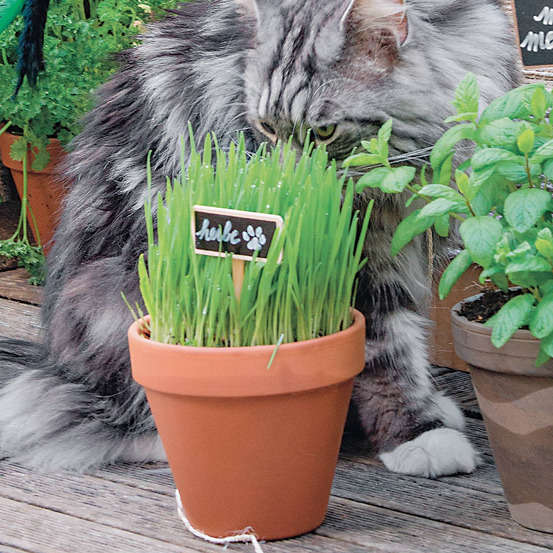 Herbe à chat blé : bio, pot d.10.5cm