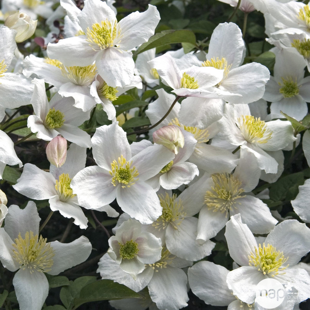 Clematis montana 'Grandiflora': conteneur 3 litres RC tipi