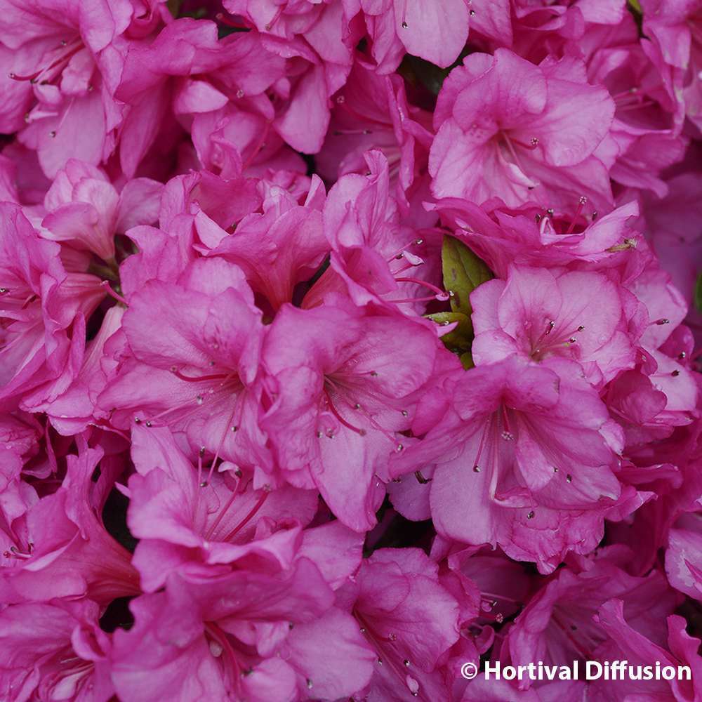 Azalea japonica 'Flash Dance Pink' ® : C 4,5L