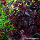 Physocarpus opulifolius 'All Black'®: C4.5L