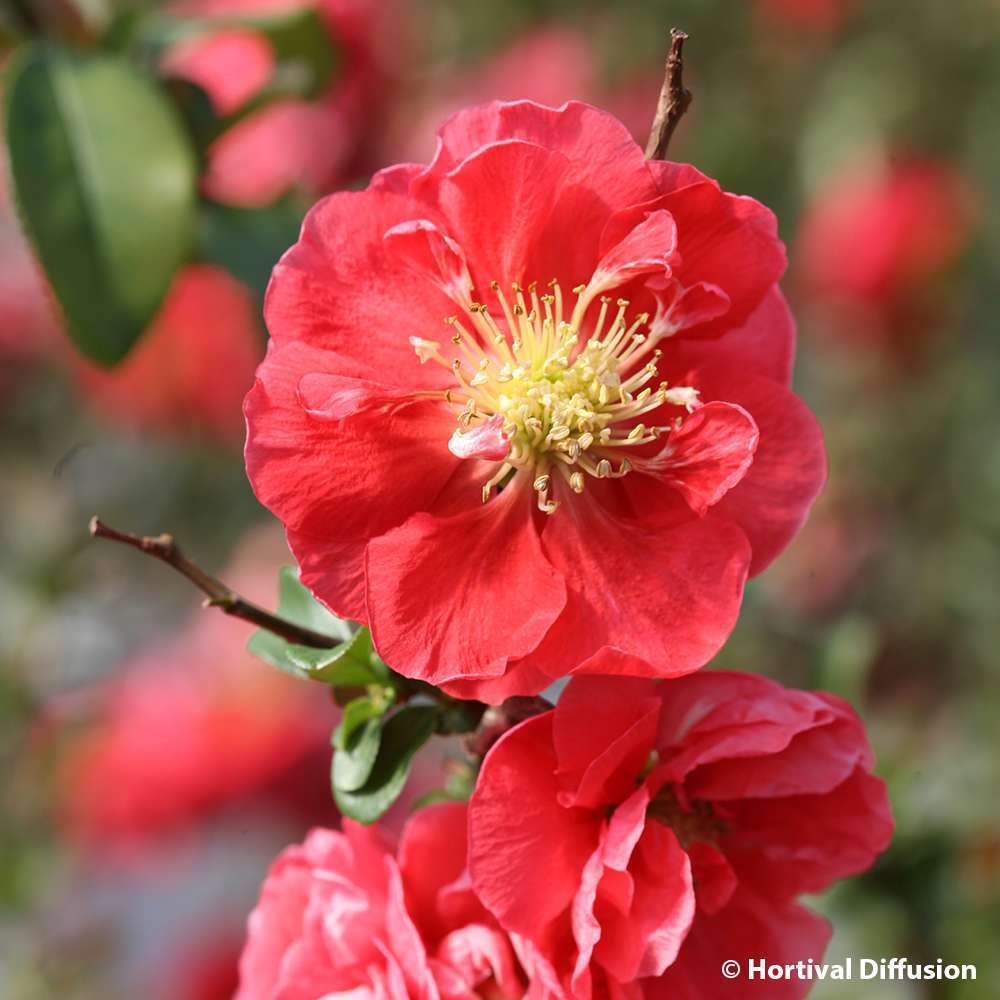 Chaenomeles speciosa 'Pink Storm'®: C3L