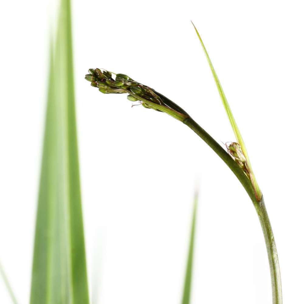 Buisson de Tasmanie Dianella revoluta Coolvista