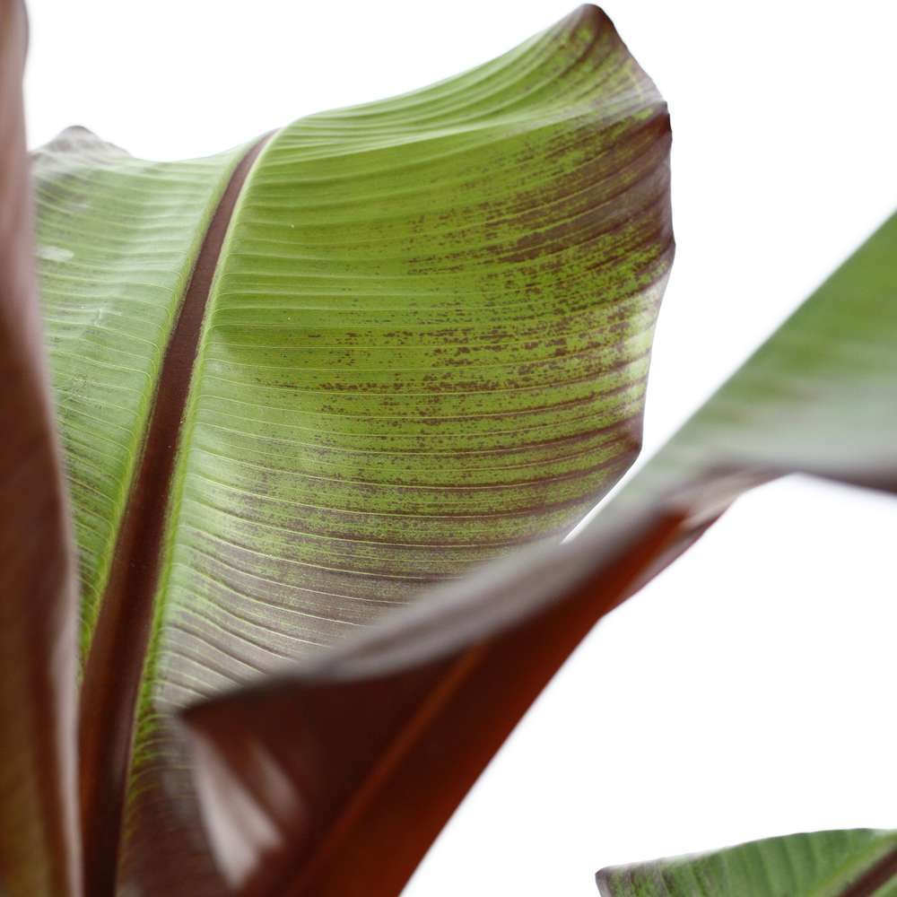 Musa ensete 'Maurelii': C5L