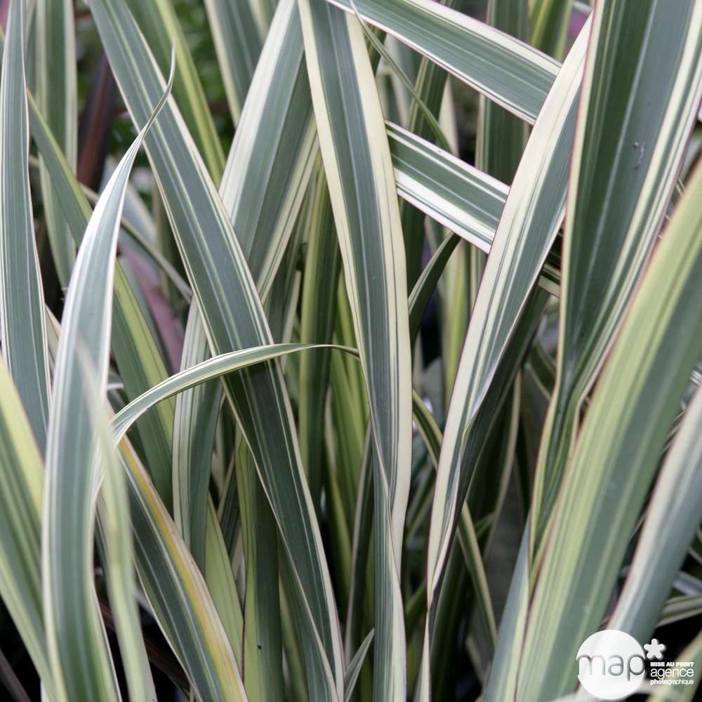 Phormium cookianum 'Tricolor': C4L