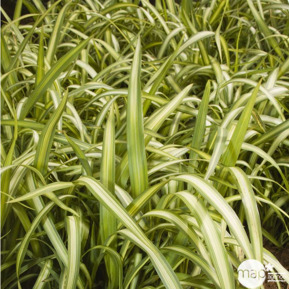 Phormium cookianum 'Yellow Wave': conteneur 4 litres