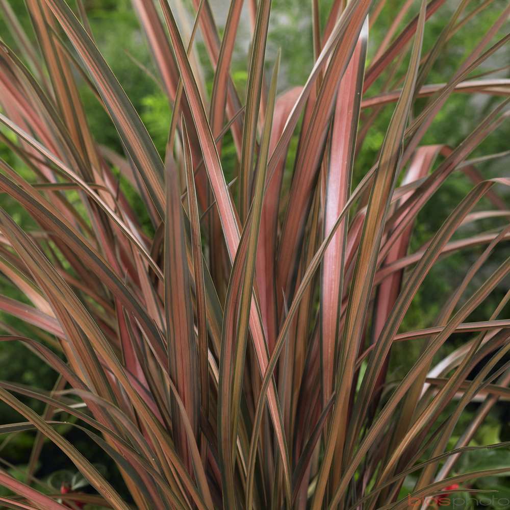 Phormium Pink Panther : ctr 4 litres
