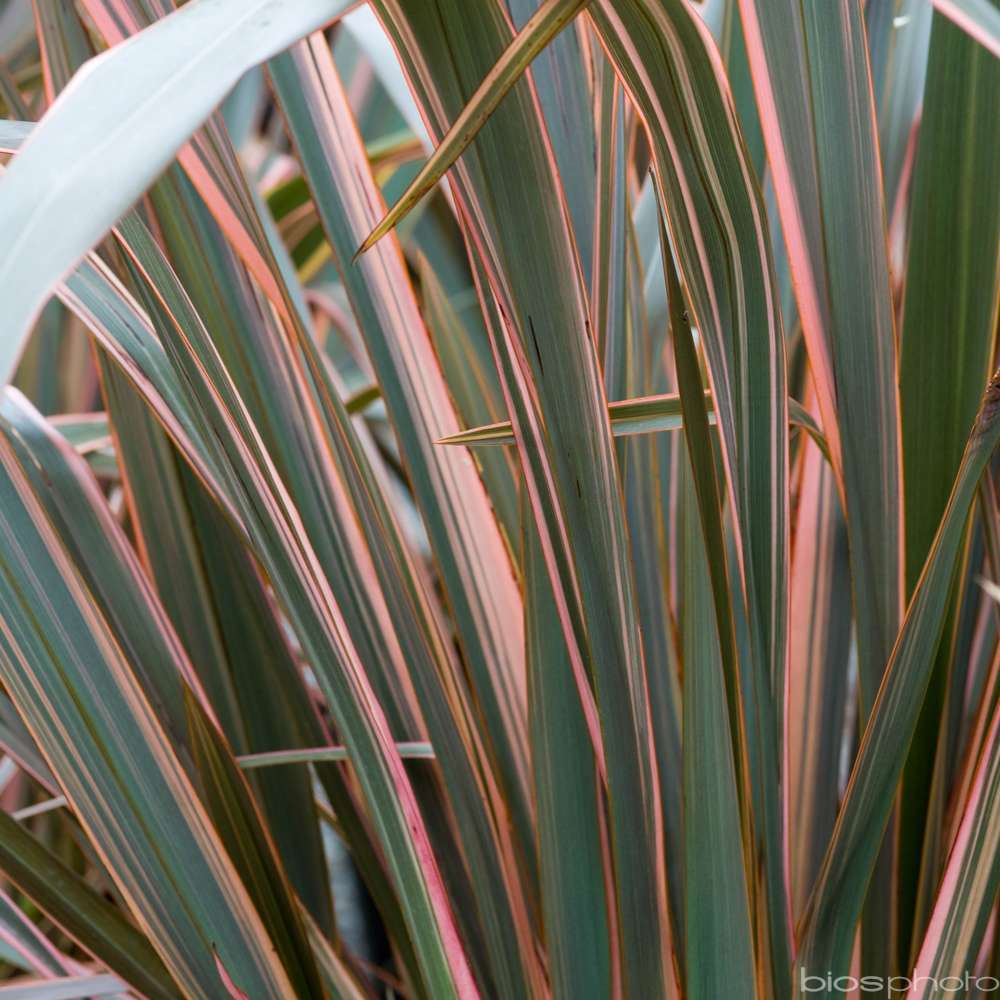 Phormium tenax Jester : C4L