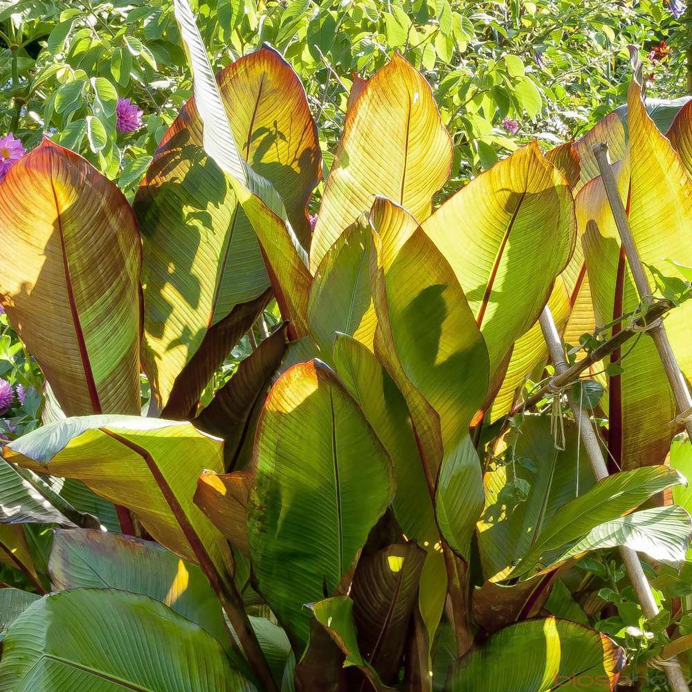 Musa ensete 'Maurelii': XL C10L