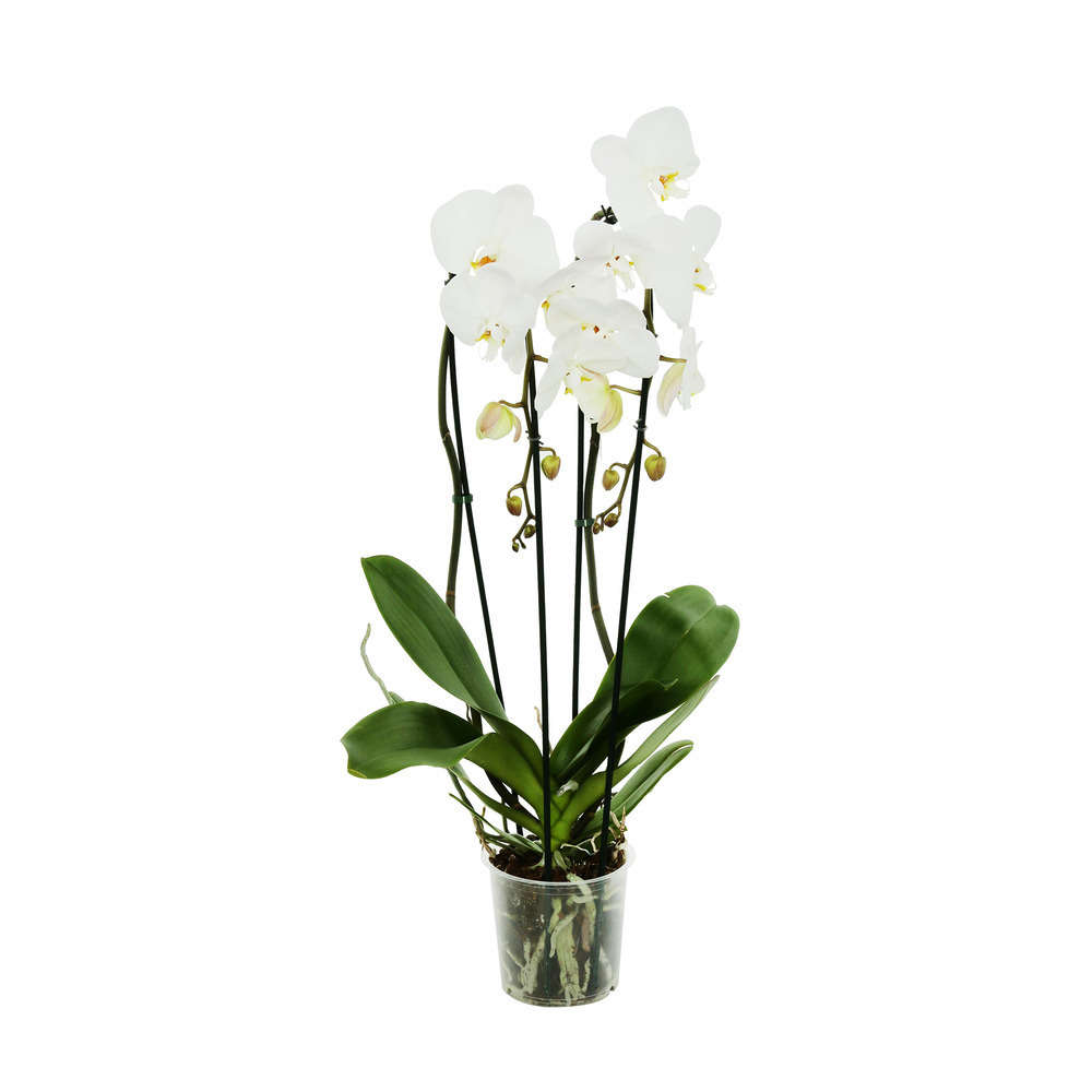 Orchidée Phalaenopsis 'Tsarine' en cascade 2 tiges - pot D.15 cm