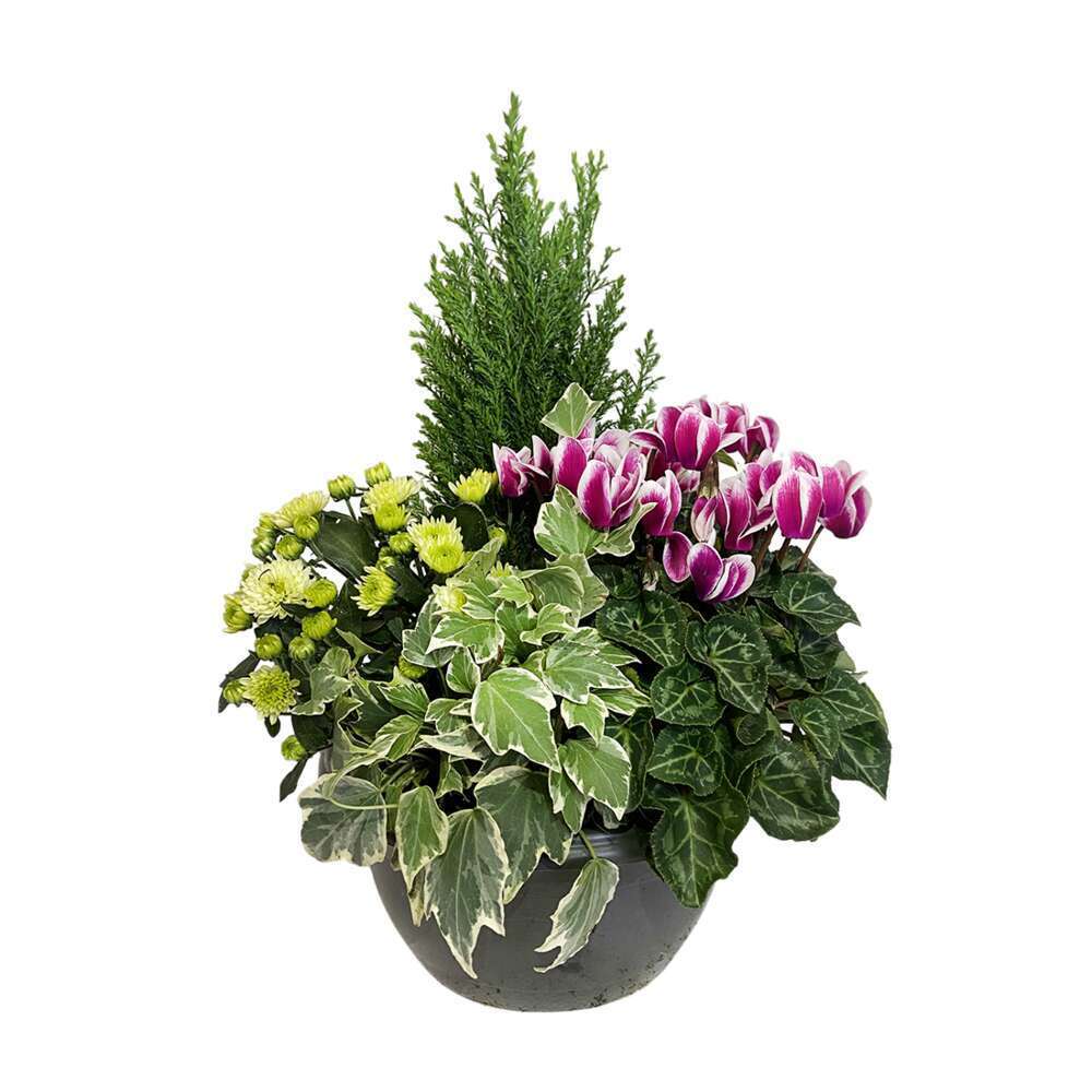 COMPO.3PLT COUPE PLASTIQUE-(696180)