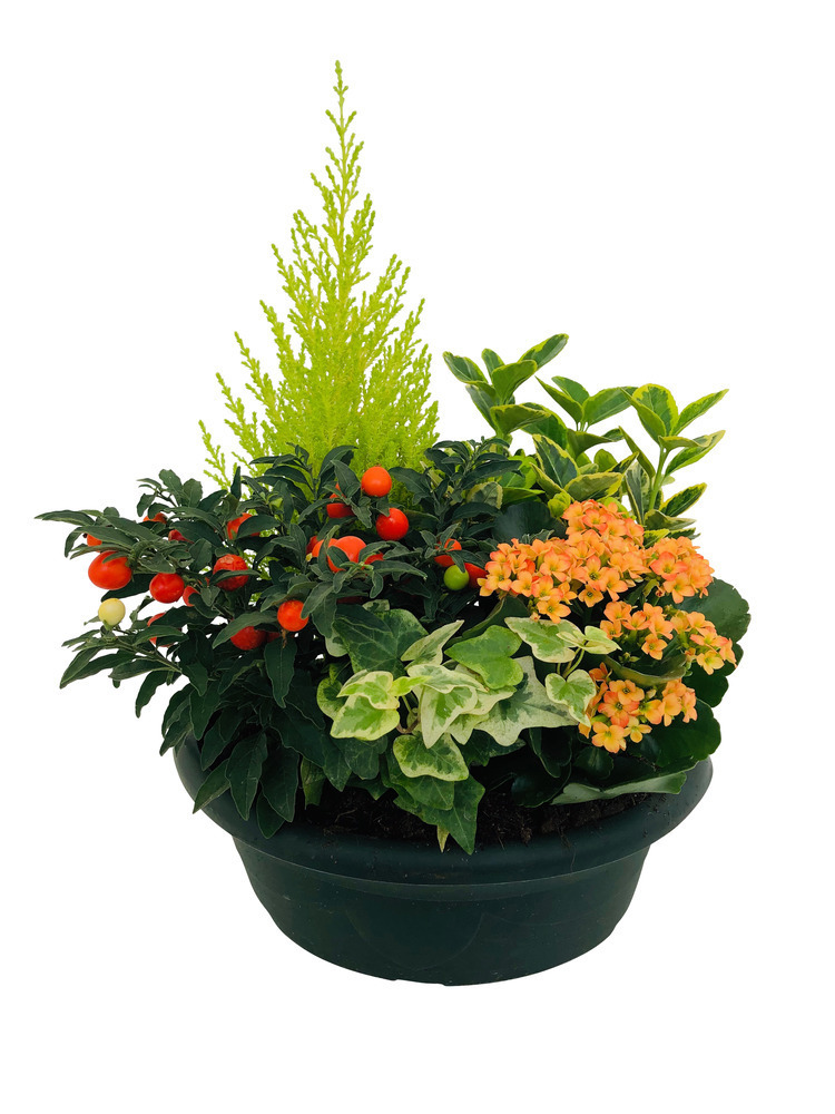 COMPO.5PLT COUPE PLASTIQUE-(696182)