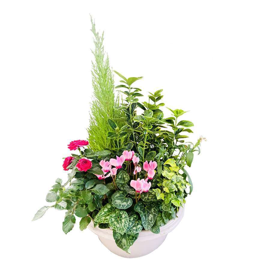 COMPO.7PLT COUPE PLASTIQUE-(696184)