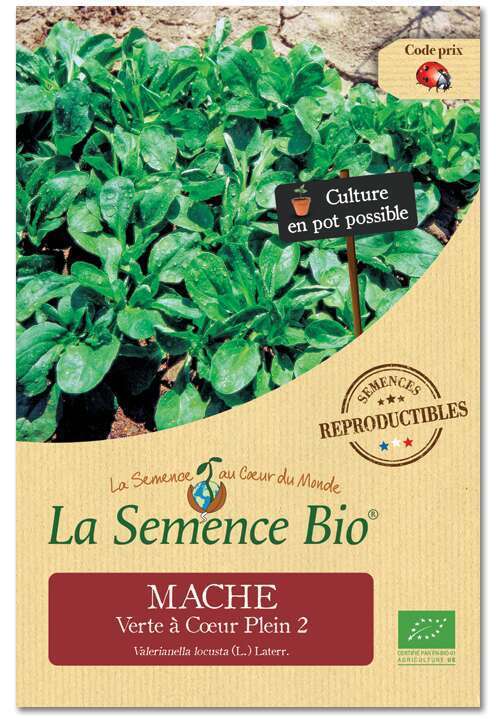 Graines potagères Mâche Verte à Cœur Plein 2