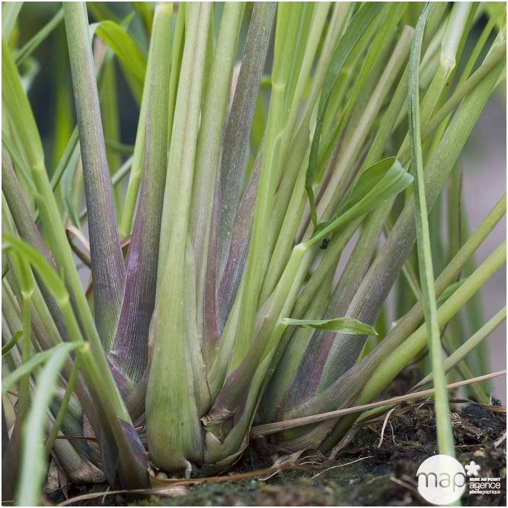 Plant de mélisse : pot de 0,5 litre