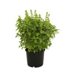 Plants de Basilic Grec' pot 1L