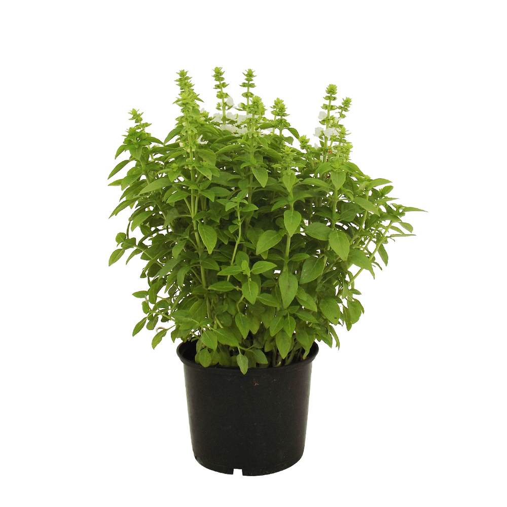 Plants de Basilic Grec' : pot 1L