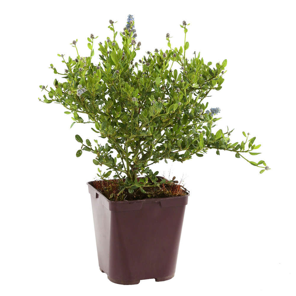 Ceanothus thyrsiflorus ' Skylark ':C4L