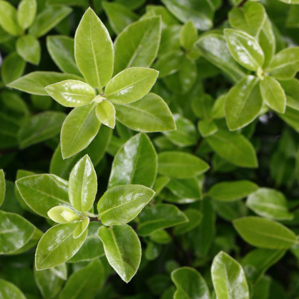 Pittosporum tenuifolium 'Golf Ball' : C7.5L