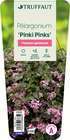 Pelargonium 'Pinki pinks' : pot 2 L