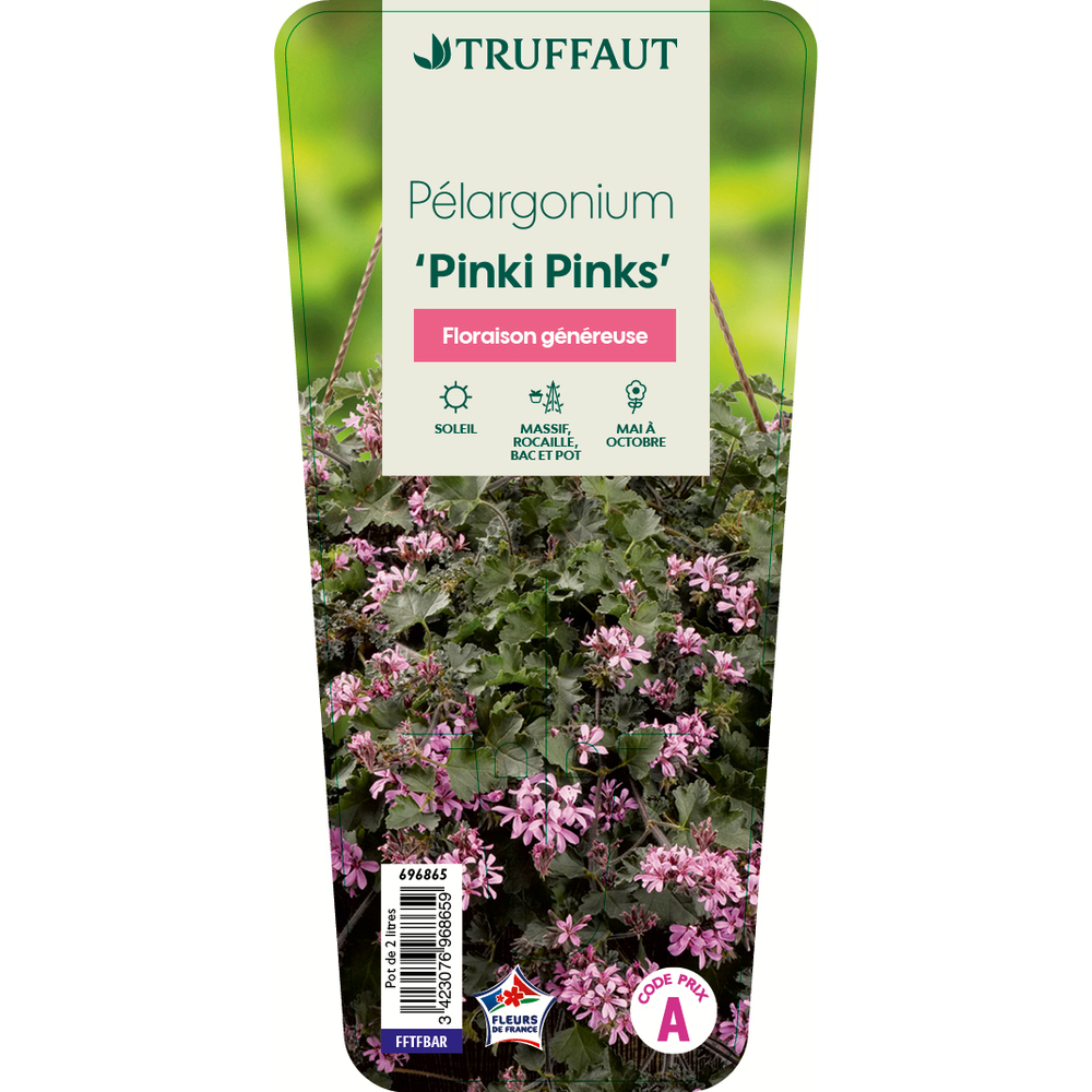 Pelargonium 'Pinki pinks' : pot 2 L