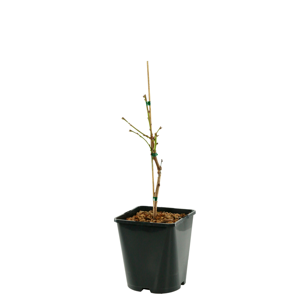 Pêcher nain : Peach me yellow' C4L