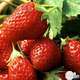 Plants de fraisiers 'Mara des Bois' bio : barquette 4 plants