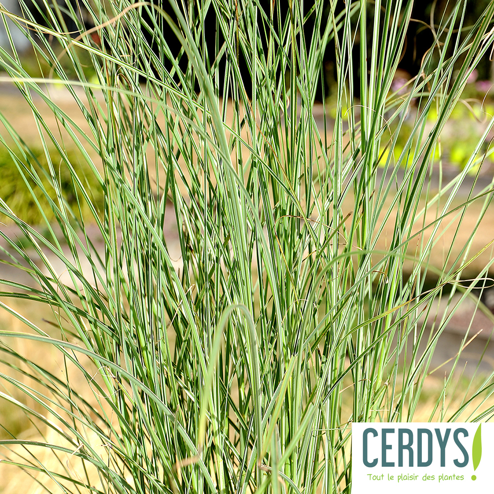 Miscanthus sinensis 'Morning Light': C2L