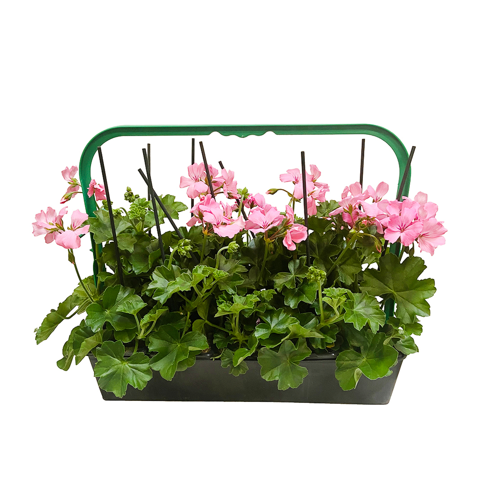 GERANIUM L.D MARC.PINK LR B6-(111350)