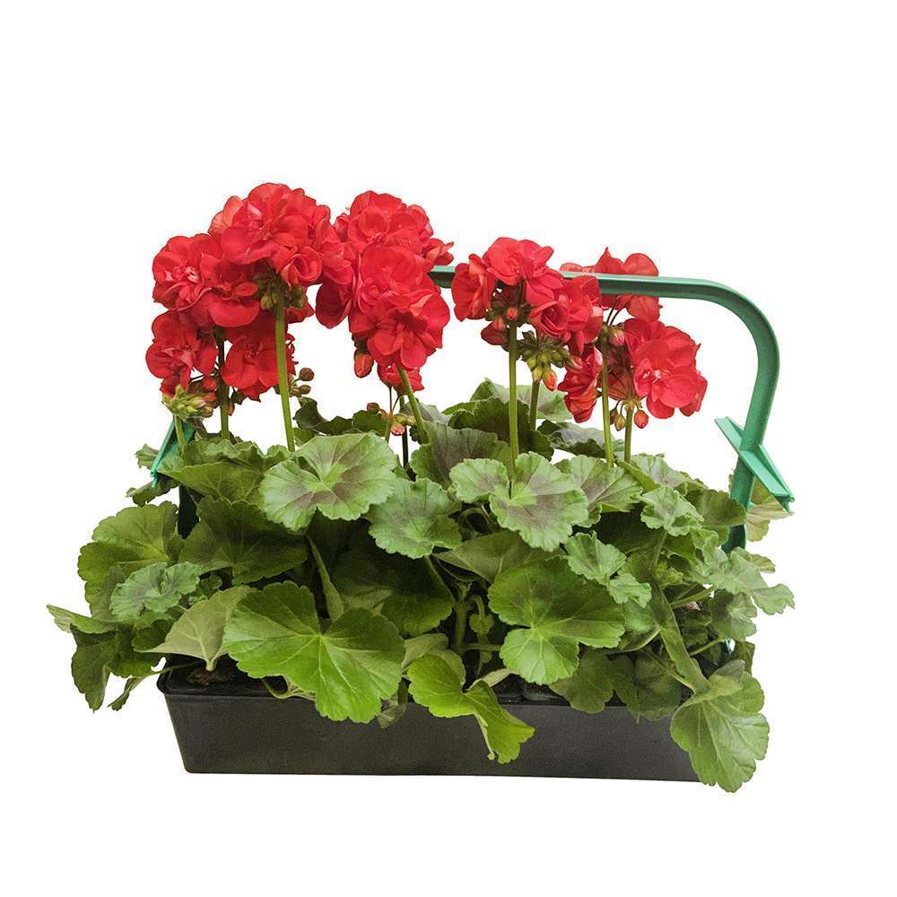 GERANIUM Z.FERNANDO LR B6-(710294)