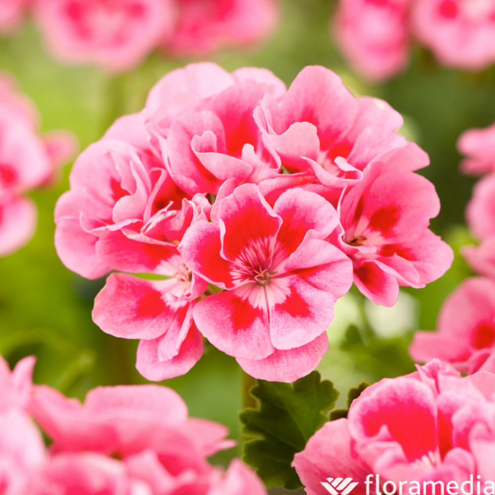 Géranium zonale 'Sunrise® Graziella' Label Rouge : 6 plants