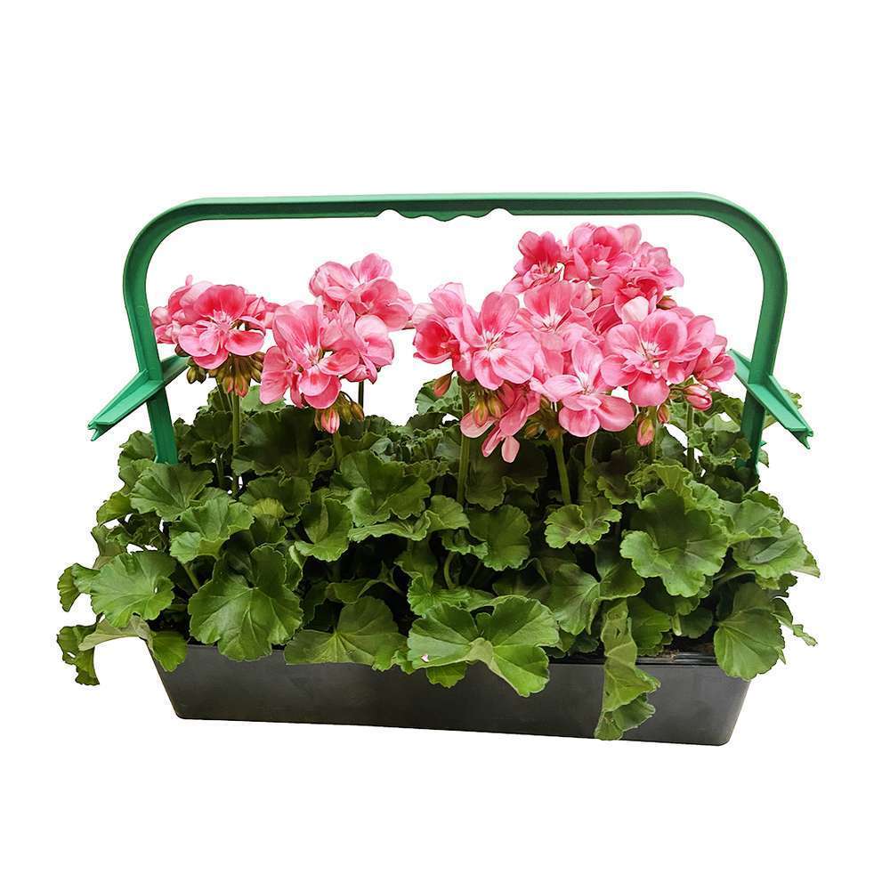 GERANIUM Z.C.CANDY ROSE LR B6-(111386)