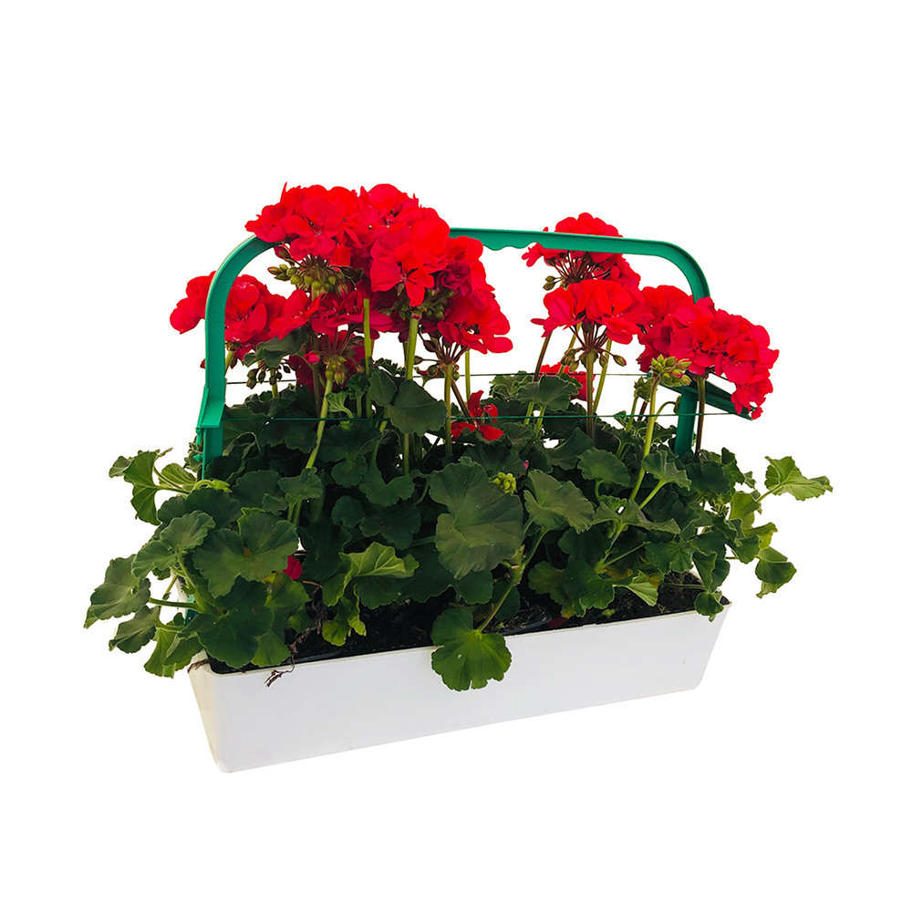 GERANIUM Z.T.N.PURPLE LR B6-(710296)