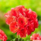 Géranium zonale 'Classic Noblesse' Label Rouge : 10 plants