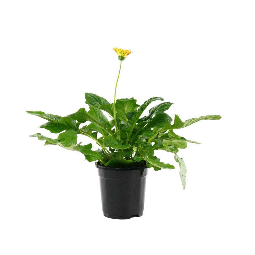 Gerbera 'Garvinea' : C2L - coloris variables