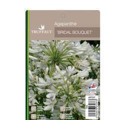 Agapanthus x 'Bridal Bouquet': C2L