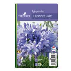 Agapanthus x 'Lavender Haze': C2L
