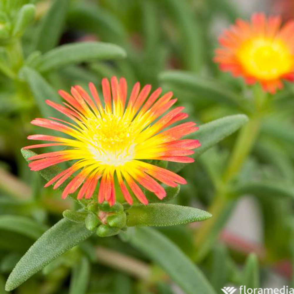 DELOSPERMA Pourpier vivace Fire Wonder : C2L