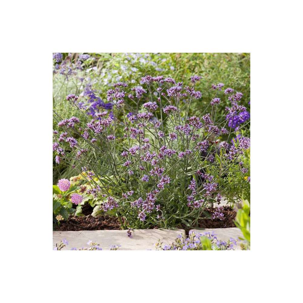 Verveine 'Lollipop' Â®: C2L