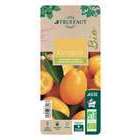 Kumquat : C3L, Agriculture Bio
