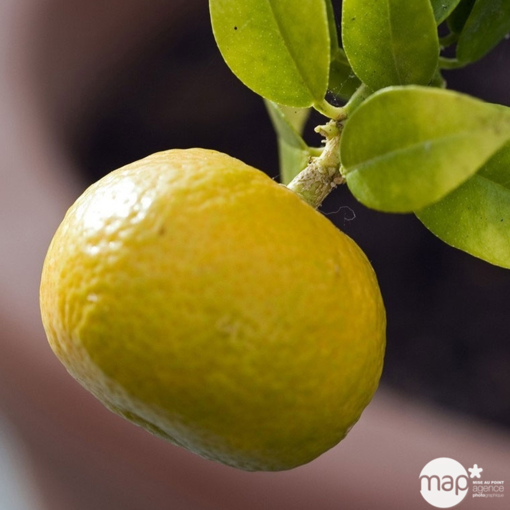 Mandarinier : C3L, Agriculture Biologique