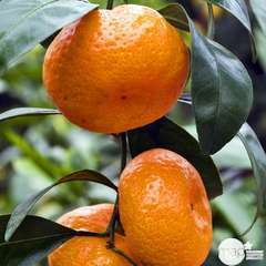 Mandarinier Satmusa : AB, C3L greffe