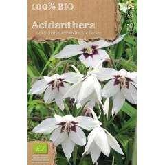 Bulbes de gladiolus 'callianhtus' bio - x15