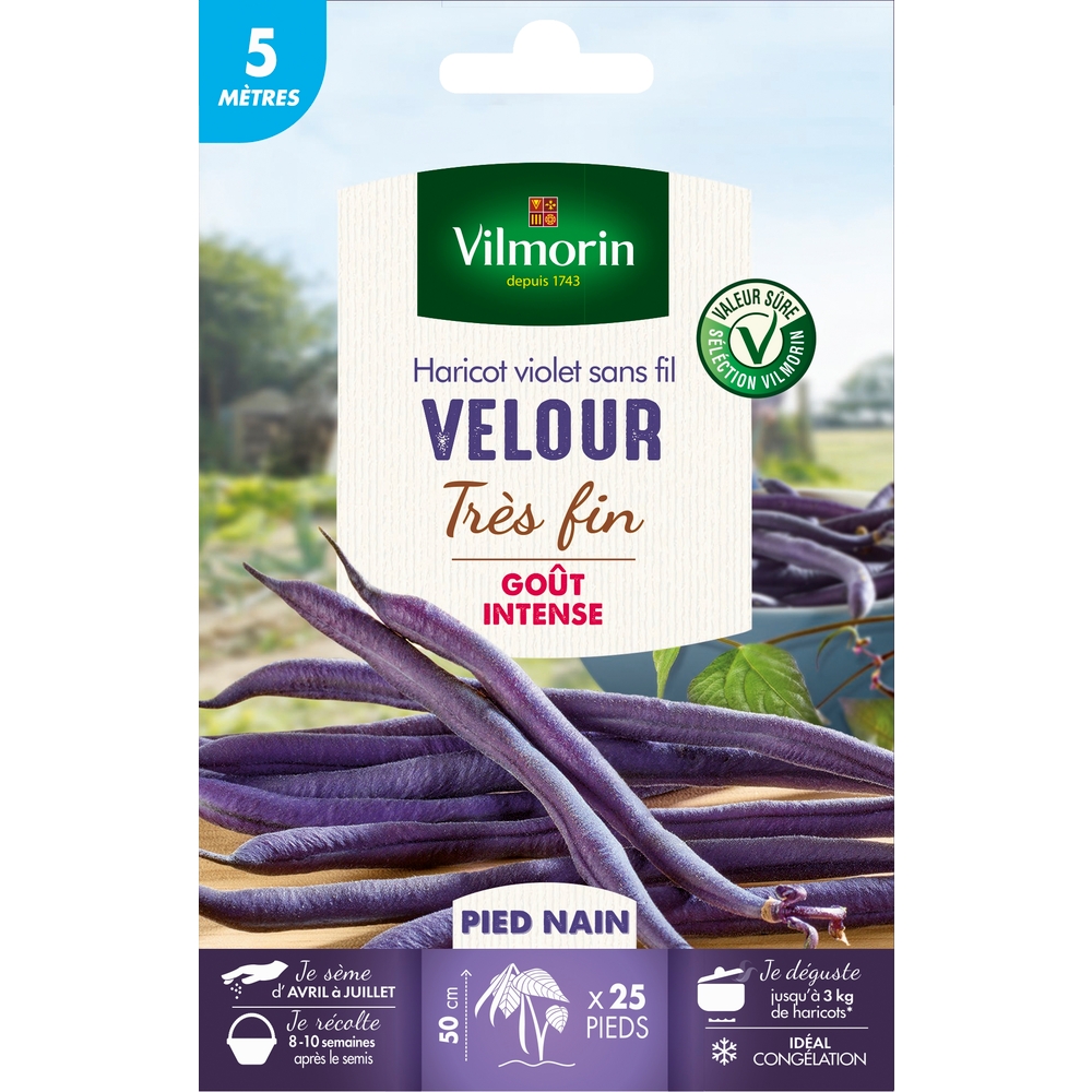 Graines de haricot nain Violet Velour en boite