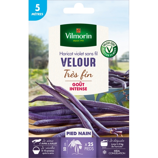 Graines de haricot nain Violet Velour en boite