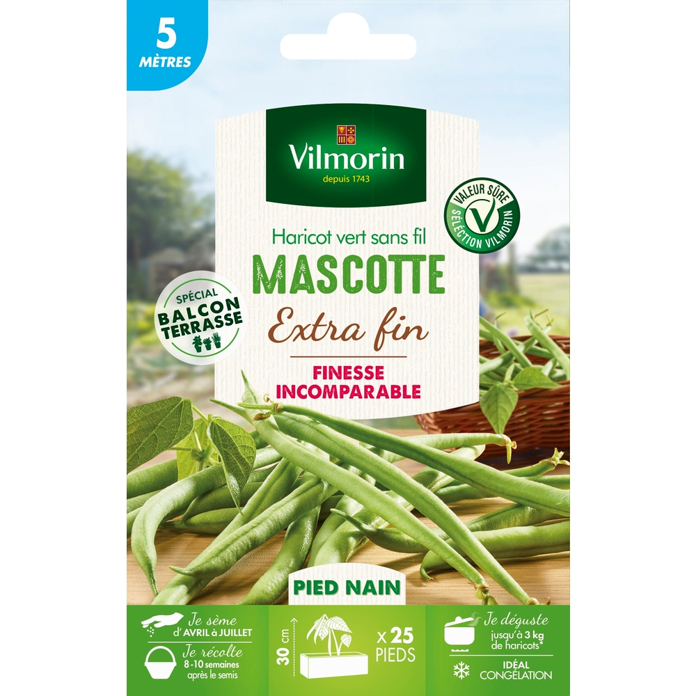 Graines de haricot nain Vert Mascotte en boite