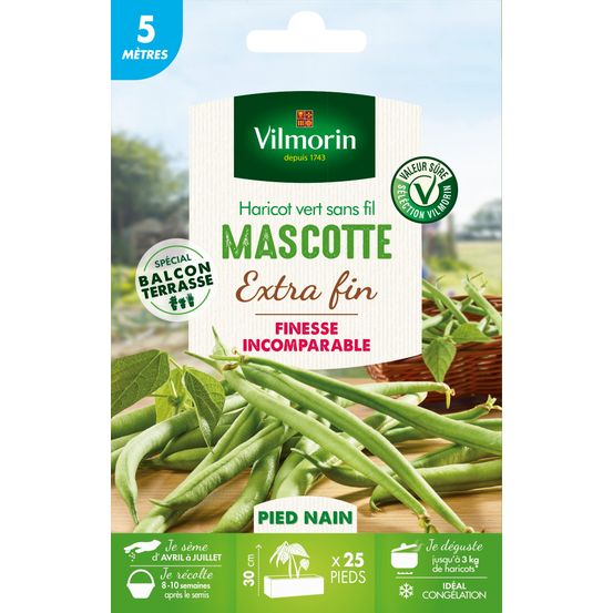 Graines de haricot nain Vert Mascotte en boite