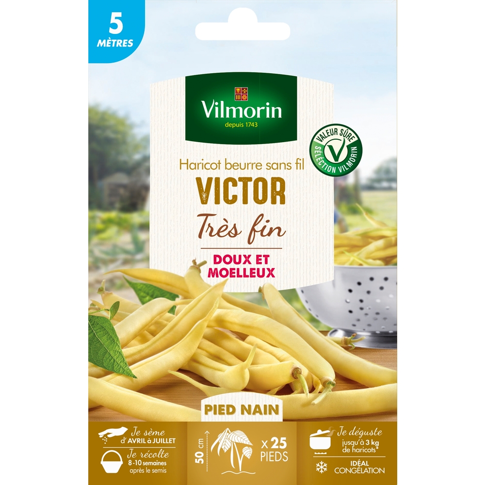 Graines de haricot nain Beurre Victor en boite