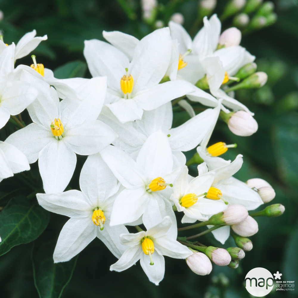 Solanum jasminoïdes 'Album': pot 3L