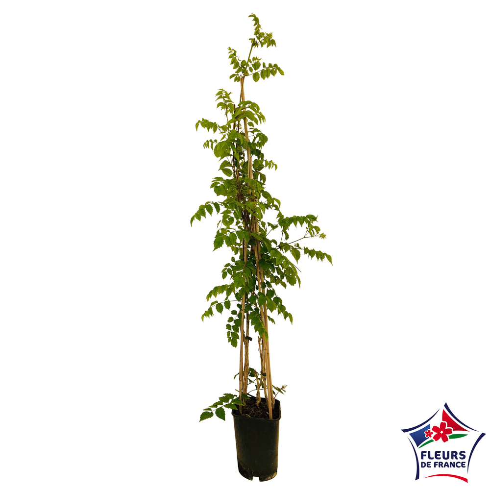 CAMPSIS MME GALLEN C 6L MDD-(697838)